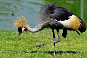 Żuraw wenecki. Opis i zdjęcie dźwigu messenger